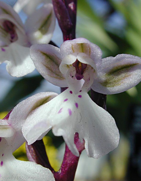 Orchis-patens-x-anatolica-2