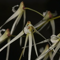 Dendrobium-cristatum-SBOE-2012-07-29-IMG_6298.jpg