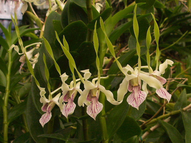 Dendrobium-samarai-antennatum-type-PapuaNG-SBOE-2012-11-03-IMG_2861.jpg