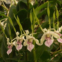Dendrobium-samarai-antennatum-type-PapuaNG-SBOE-2012-11-03-IMG 2861