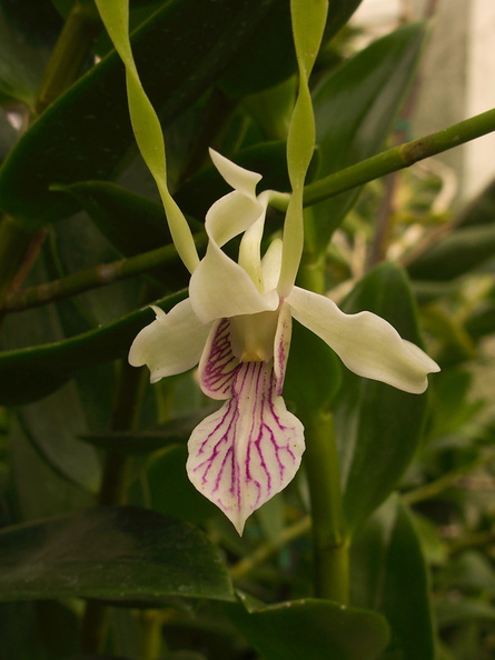 Dendrobium-samarai-antennatum-type-PapuaNG-SBOE-2012-11-03-IMG_2864.jpg