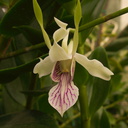 Dendrobium-samarai-antennatum-type-PapuaNG-SBOE-2012-11-03-IMG 2864