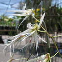 Dendrobium-teretifolium-sbof-2008-07-12-img 0132