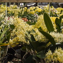 Dendrobiums-flowering-in-mass-SBOE-2015-03-14-IMG 4493