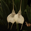 Masdevallia-tovarensis-snow-white-flowers-SBOE-2012-07-29-IMG 2321
