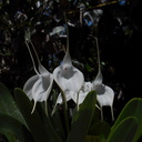 Masdevallia-tovarensis-white-flowers-SBOE-2012-07-29-IMG 2370