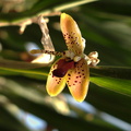 Myoxanthus-punctatus-Brazil-SBOE-2009-03-22-IMG 2461