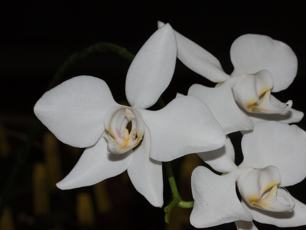 Phalaenopsis-intermedia-Philippines-SBOE-2014-11-02-IMG 0234