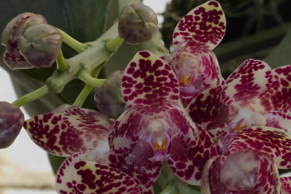 Phalaenopsis-sp-gigantea-SBOE-2014-11-02-IMG 4173