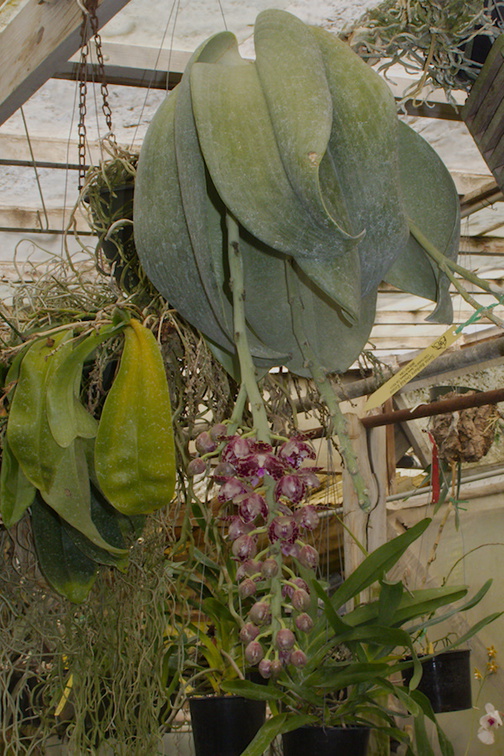 Phalaenopsis-sp-gigantea-SBOE-2014-11-02-IMG 4177