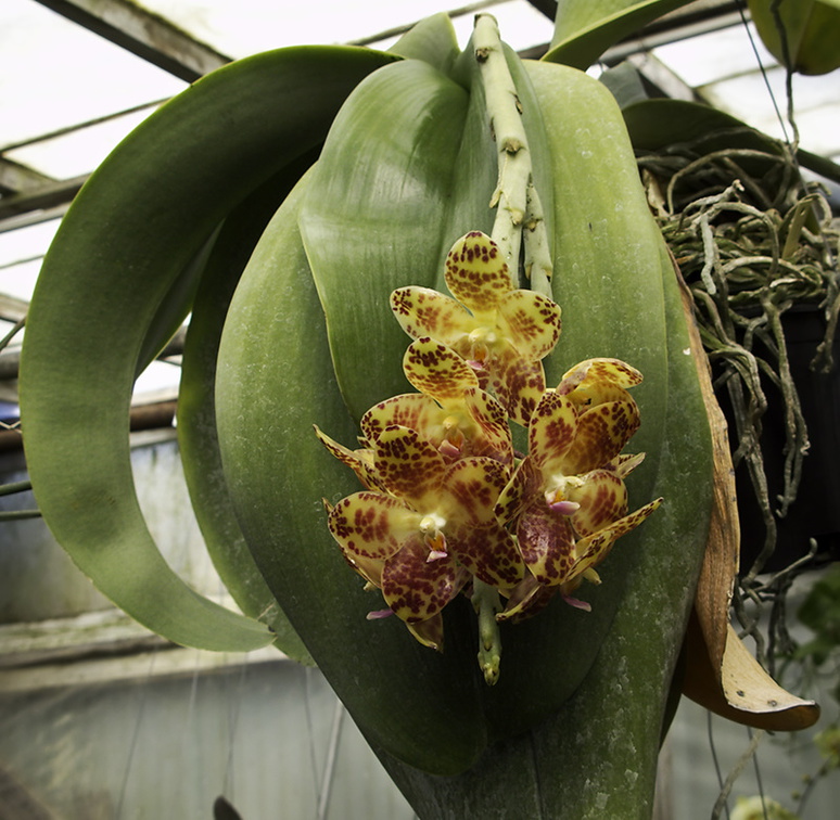 Phalaenopsis-sp-gigantea-huge-leaves-SBOE-2010-03-14-IMG 3965