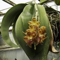Phalaenopsis-sp-gigantea-huge-leaves-SBOE-2010-03-14-IMG 3965