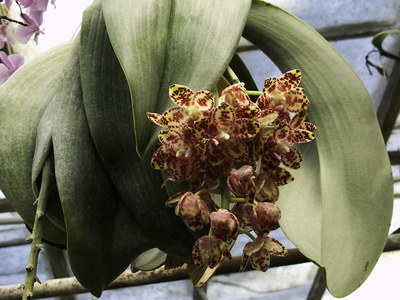 Phalaenopsis-sp-gigantea-huge-leaves-SBOE-2010-03-14-IMG_3969.jpg