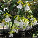 indet-orchid-large-white-massed-flowers-sbof-2008-07-12-img 0168