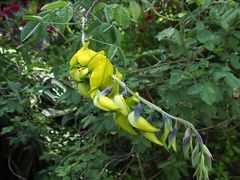 yellow-legume-striking-SBOE-2012-07-15-IMG 2232