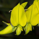 yellow-papilionoid-legume-SBOE-2012-07-29-IMG 6335