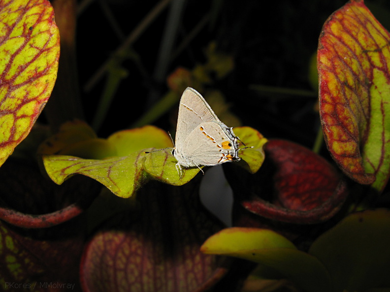 butterfly-white-on-Sarracenia-sboe-2008-07-12-img_0102.jpg