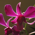 Dendrobium-purple-sarah-2008-11-21-IMG_1581.jpg