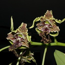 Dendrobium-spectabile-2011-10-15-IMG 3407