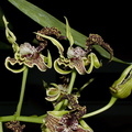 Dendrobium-spectabile-2011-10-15-IMG_3408.jpg