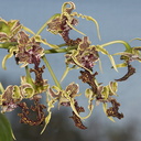 Dendrobium-spectabile-2012-06-19-IMG 5418