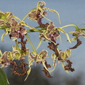 Dendrobium-spectabile-Hogwarts-orchid-2012-06-19-IMG_5353-4.jpg