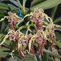 Dendrobium-spectabile-in-full-bloom-2014-03-27-IMG 9956