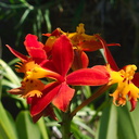 Epidendrum-burtonii-orange-red-2012-08-30-IMG 2735