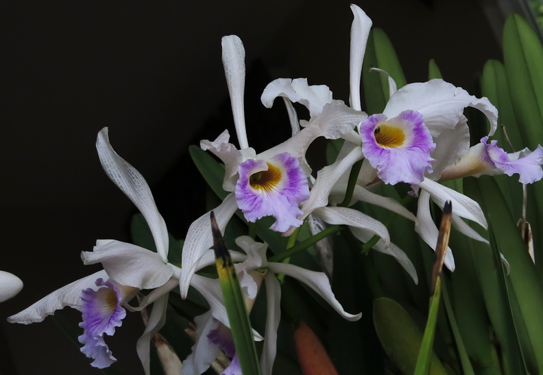 Laelia-violet-lip-white-petals-2014-05-28-IMG 3876