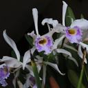 Laelia-violet-lip-white-petals-2014-05-28-IMG 3876