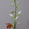 Phaius-inflorescence-resupination-stages-2010-01-17-IMG_3640.jpg