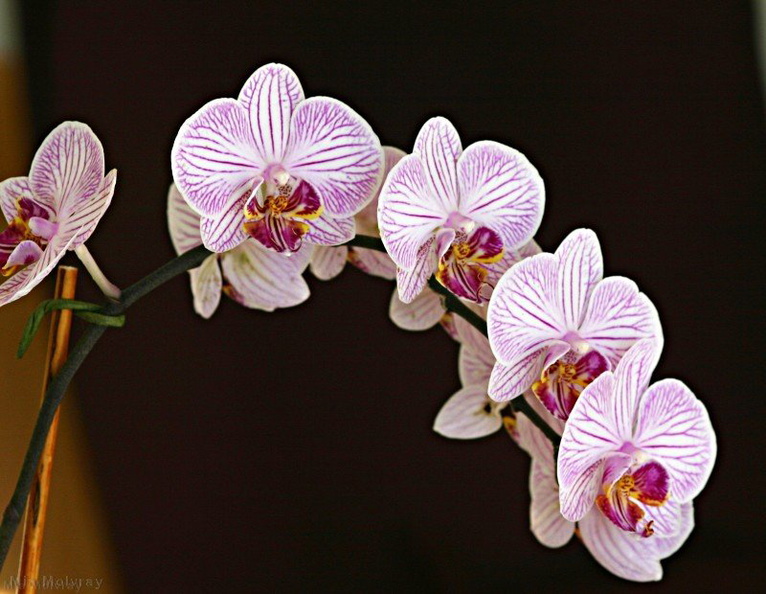 Phalaenopsis-pinky-veined-2.jpg