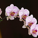 Phalaenopsis-pinky-veined-2