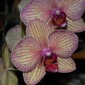 Phalaenopsis-yellowish-red-veined-2012-06-26-IMG_5438-2.jpg