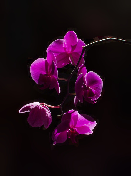 burgundy-phalaenopsis-2013-10-17-IMG_2948.jpg