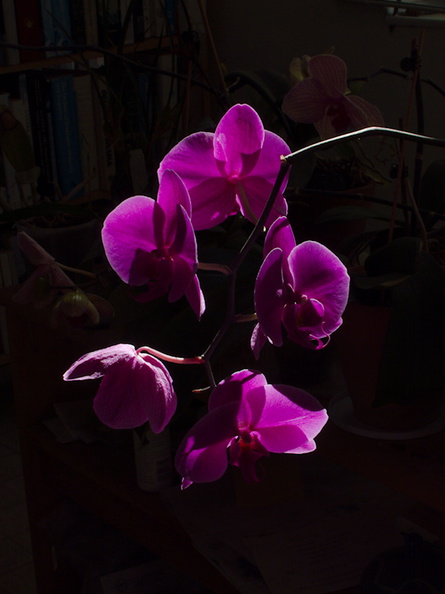 burgundy-phalaenopsis-2013-10-17-IMG_2948_1.jpg