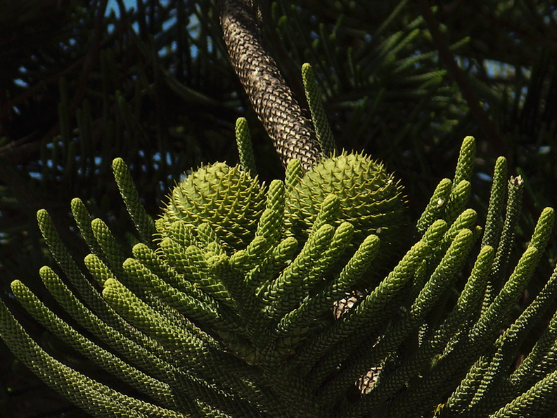 Araucaria-cunninghamii-hoop-pine-cones-Hueneme-street-tree-2012-04-26-IMG_1590.jpg