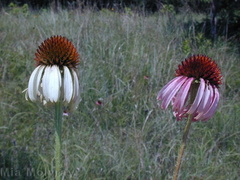 Echinacea-neglecta-forms-white-pink