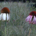 Echinacea-neglecta-forms-white-pink