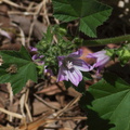 Malva-parviflora-cheeseweed-streamside-Bubbling-Springs-Port-Hueneme-2012-05-21-IMG 1770