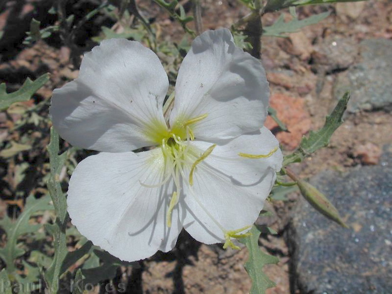 Oenothera-white-fl1-Atalaya-NM-2001-08-17.jpg
