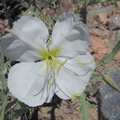 Oenothera-white-fl1-Atalaya-NM-2001-08-17