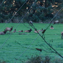 elk-herd-Oregon-2014-11-08-IMG 0275.