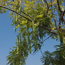 indet-legume-bignon-tree-long-angled-pods-Pasadena-2011-10-15-IMG 9877