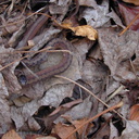 snake-Northern-brown-Storeria-dekayi-2