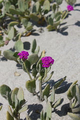 Abronia-maritima-red-sand-verbena-Ormond-Beach-Port-Hueneme-2012-05-09-IMG 4739