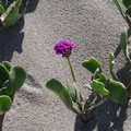 Abronia-maritima-sand-verbena-Ormond-Beach-2012-03-13-IMG 1083