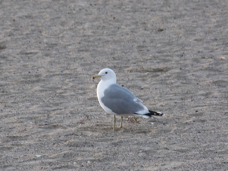 California-gull-Hueneme-Beach-2012-03-23-IMG_1490.jpg