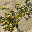 Camissonia-cheiranthifolia-beach-primrose-Ormond-Beach-2008-04-15-img 6944