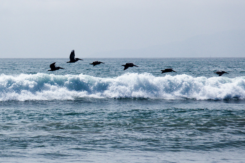brown-pelicans-flying-Ormond-beach-2012-03-13-IMG_1061.jpg